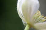 Tall thimbleweed